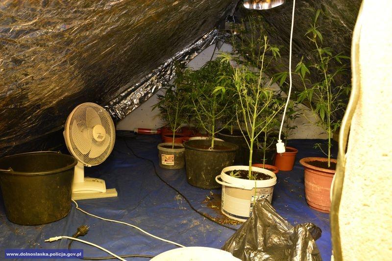 Plantacja marihuany na strychu