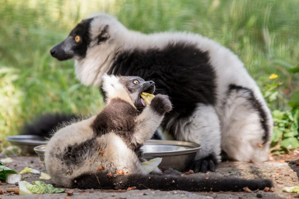 Pełne nadziei narodziny we wrocławskim zoo - lemury – ginące gatunki 